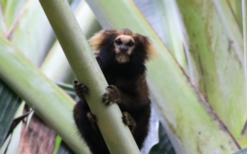 Parceria entre Samarco e UFV amplia conservação de espécies ameaçadas na Bacia do Rio Doce